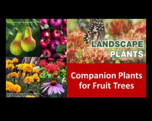 Blossoming Companions: The Science Behind Garden Harmony