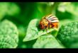 Defend, Deter, Defeat: A Gardener's Blueprint for Pest Control