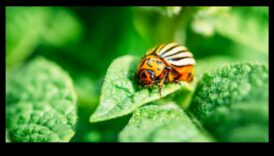 Defend, Deter, Defeat A Gardener's Guide για βλάστηση με έξω παράσιτα 3 Defend, Deter, Defeat: A Gardener's Blueprint for Pest Control