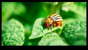 Defend, Deter, Defeat: A Gardener's Blueprint for Pest Control