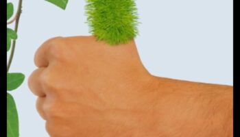 Green Thumb Indoors: Απελευθερώνοντας τη Μαγεία της Εσωτερικής Κηπουρικής