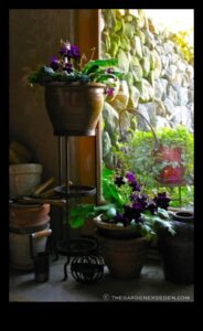 Indoor Eden: Growing Your Garden Beyond the Outdoors