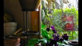 Indoor Eden: Growing Your Garden Beyond the Outdoors